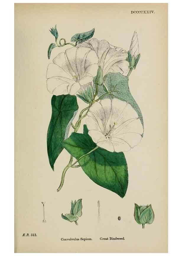 Reproducción/Reproduction 48717901421: English botany, or, Coloured figures of British plants /. London :R. Hardwicke,1863-1886.. 