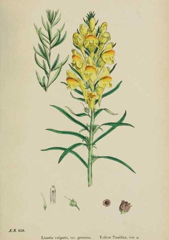 Reproducción/Reproduction 48717577208: English botany, or, Coloured figures of British plants /. London :R. Hardwicke,1863-1886.. 