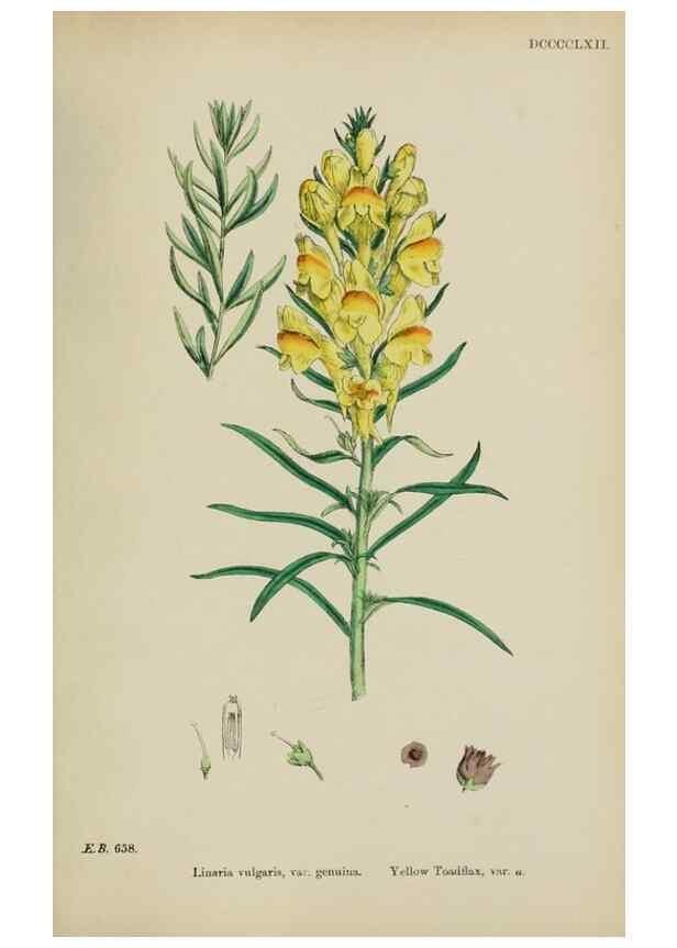 Reproducción/Reproduction 48717577208: English botany, or, Coloured figures of British plants /. London :R. Hardwicke,1863-1886.. 