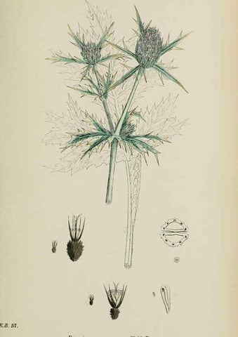 Reproducción/Reproduction 48717068423: English botany, or, Coloured figures of British plants /. London :R. Hardwicke,1863-1886.. 