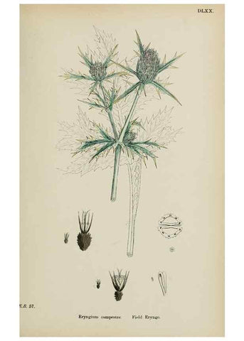 Reproducción/Reproduction 48717068423: English botany, or, Coloured figures of British plants /. London :R. Hardwicke,1863-1886.. 