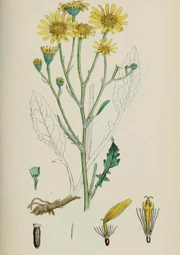 Reproducción/Reproduction 48717430703: English botany, or, Coloured figures of British plants /. London :R. Hardwicke,1863-1886.. 