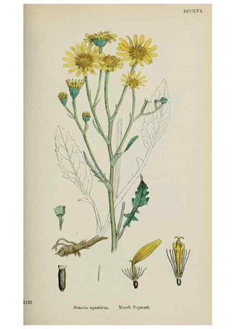 Reproducción/Reproduction 48717430703: English botany, or, Coloured figures of British plants /. London :R. Hardwicke,1863-1886.. 