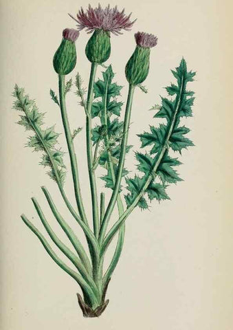 Reproducción/Reproduction 48717743591: English botany, or, Coloured figures of British plants /. London :R. Hardwicke,1863-1886.. 