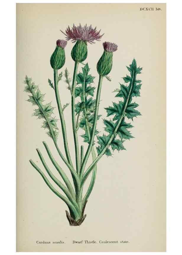 Reproducción/Reproduction 48717743591: English botany, or, Coloured figures of British plants /. London :R. Hardwicke,1863-1886.. 