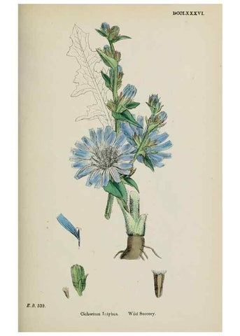 Reproducción/Reproduction 48717947682: English botany, or, Coloured figures of British plants /. London :R. Hardwicke,1863-1886.. 