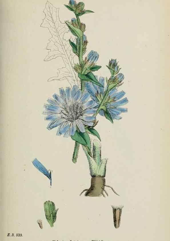 Reproducción/Reproduction 48717947682: English botany, or, Coloured figures of British plants /. London :R. Hardwicke,1863-1886.. 