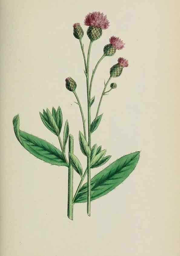 Reproducción/Reproduction 48717915397: English botany, or, Coloured figures of British plants /. London :R. Hardwicke,1863-1886.. 