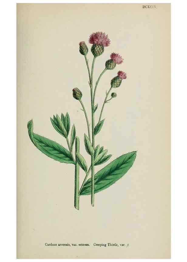 Reproducción/Reproduction 48717915397: English botany, or, Coloured figures of British plants /. London :R. Hardwicke,1863-1886.. 