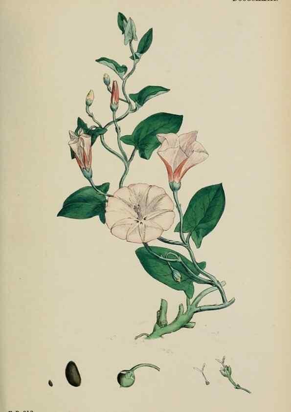 Reproducción/Reproduction 48718071972: English botany, or, Coloured figures of British plants /. London :R. Hardwicke,1863-1886.. 