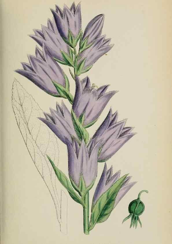 Reproducción/Reproduction 48718053397: English botany, or, Coloured figures of British plants /. London :R. Hardwicke,1863-1886.. 