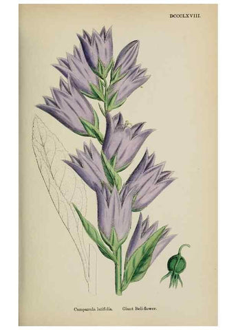 Reproducción/Reproduction 48718053397: English botany, or, Coloured figures of British plants /. London :R. Hardwicke,1863-1886.. 