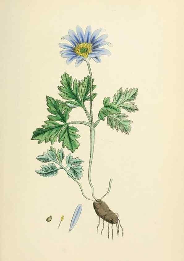 Reproducción/Reproduction 48717136146: English botany, or, Coloured figures of British plants /. London :R. Hardwicke,1863-1886.. 