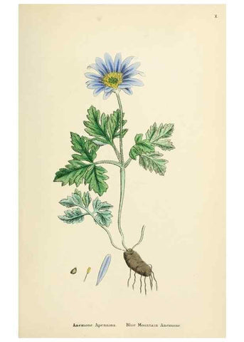 Reproducción/Reproduction 48717136146: English botany, or, Coloured figures of British plants /. London :R. Hardwicke,1863-1886.. 