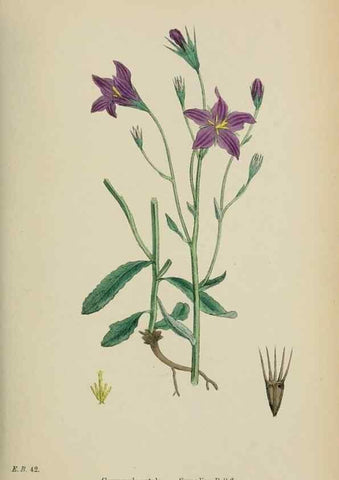 Reproducción/Reproduction 48717884126: English botany, or, Coloured figures of British plants /. London :R. Hardwicke,1863-1886.. 