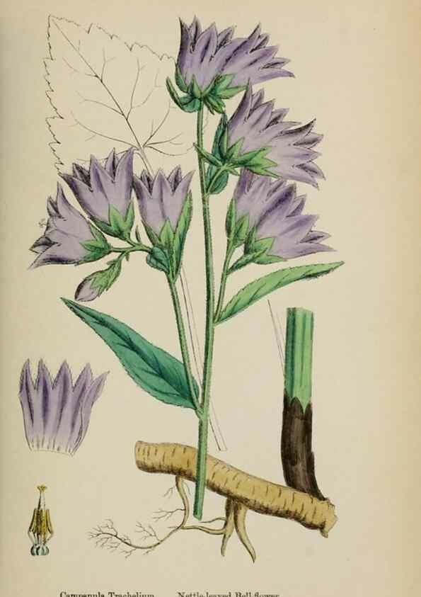 Reproducción/Reproduction 48717546108: English botany, or, Coloured figures of British plants /. London :R. Hardwicke,1863-1886.. 