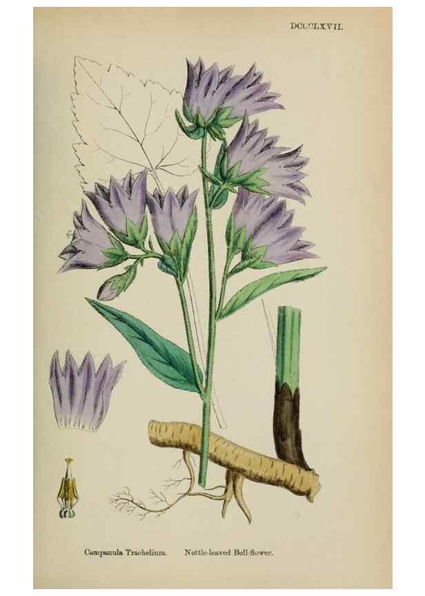 Reproducción/Reproduction 48717546108: English botany, or, Coloured figures of British plants /. London :R. Hardwicke,1863-1886.. 