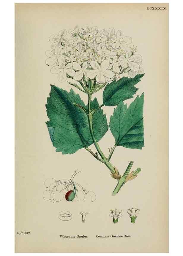 Reproducción/Reproduction 48717595742: English botany, or, Coloured figures of British plants /. London :R. Hardwicke,1863-1886.. 