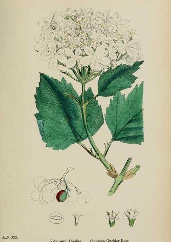 Reproducción/Reproduction 48717595742: English botany, or, Coloured figures of British plants /. London :R. Hardwicke,1863-1886.. 