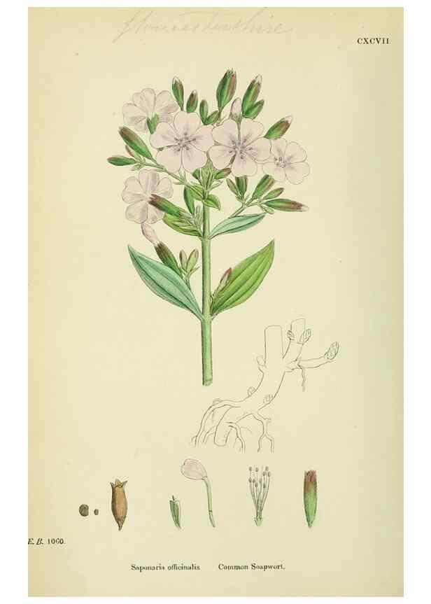 Reproducción/Reproduction 48754885933: English botany, or, Coloured figures of British plants /. London :R. Hardwicke,1863-1886.. 