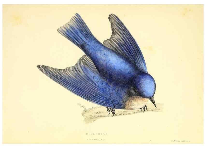 Reproducción/Reproduction 49353123792: Rural hours. New York,George P. Putnam,1851.. 