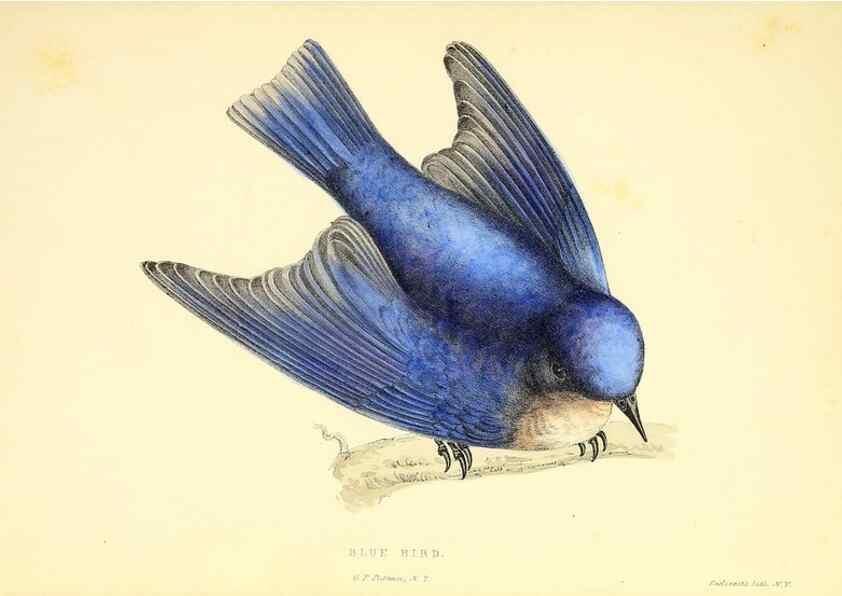 Reproducción/Reproduction 49353123792: Rural hours. New York,George P. Putnam,1851.. 