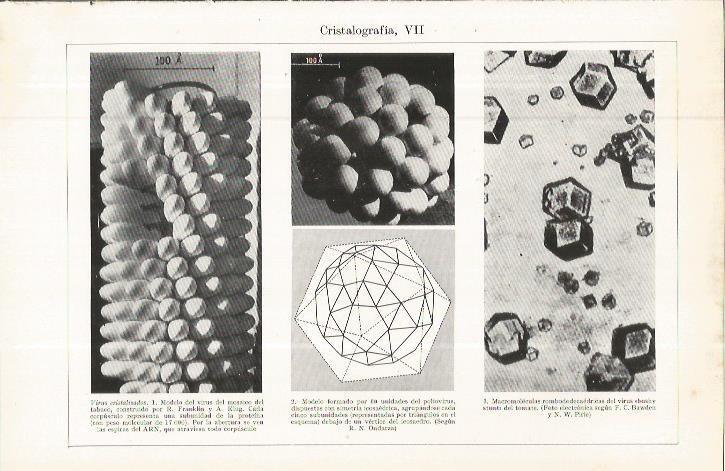 LAMINA ESPASA 36723: Virus cristalizados