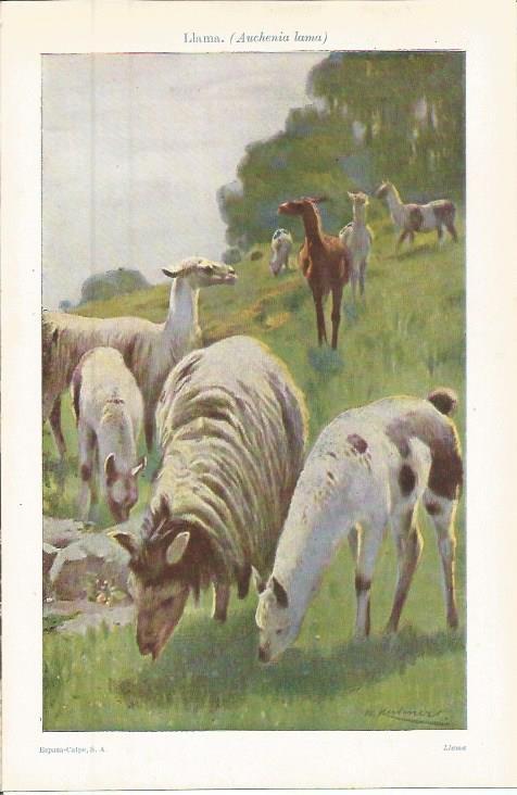 LAMINA ESPASA 36349: Llama