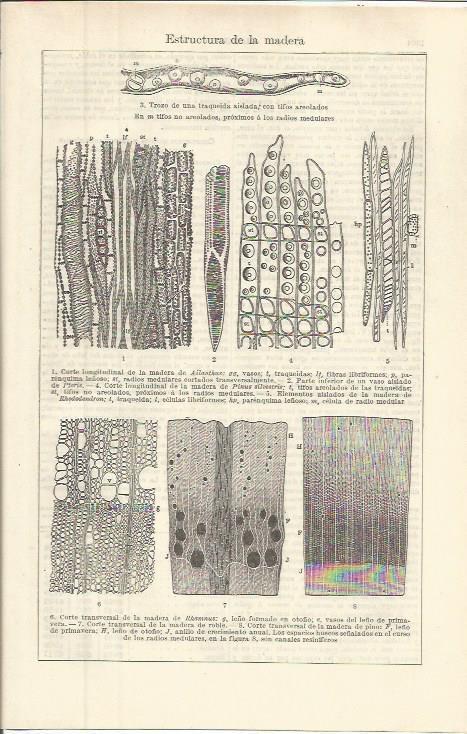 LAMINA ESPASA 36407:  Estructura de la madera