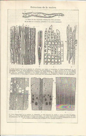 LAMINA ESPASA 36407:  Estructura de la madera