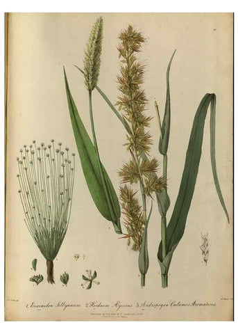 Reproducción/Reproduction 7128218093: Illustrations of the botany and other branches of the natural history of the Himalayan Mountains :. London :Wm. H. Allen,1839.