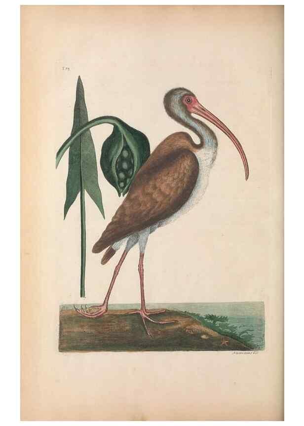 Reproducción/Reproduction 49456881581: The natural history of Carolina, Florida, and the Bahama Islands :. London :Printed for B. White,1771.. 