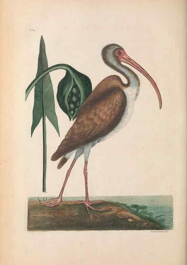 Reproducción/Reproduction 49456881581: The natural history of Carolina, Florida, and the Bahama Islands :. London :Printed for B. White,1771.. 