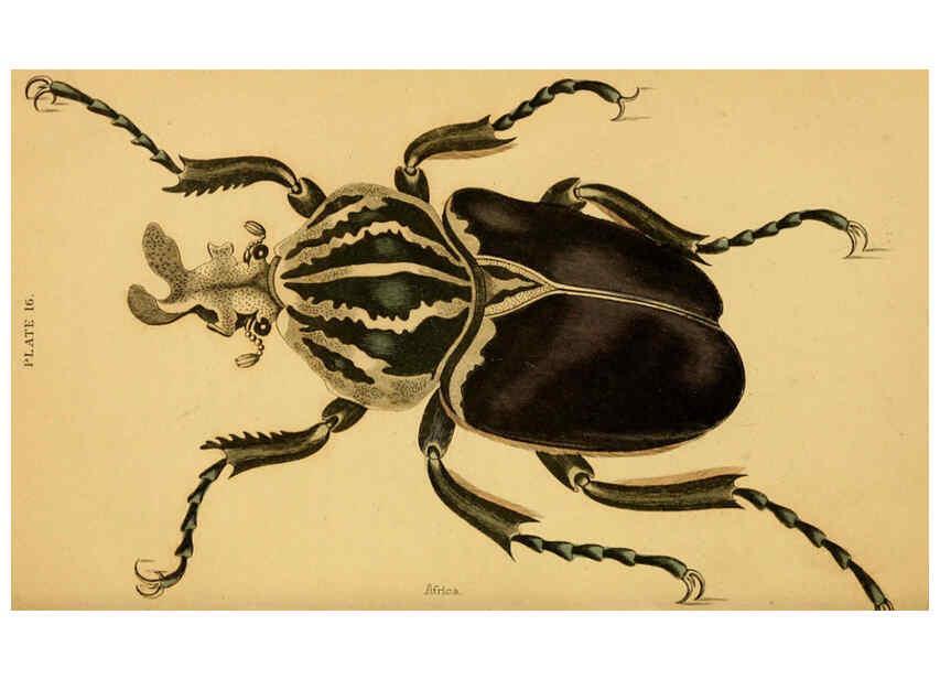 Reproducción/Reproduction 6008009187: The natural history of beetles Edinburgh :Henry G. Bohn,1852