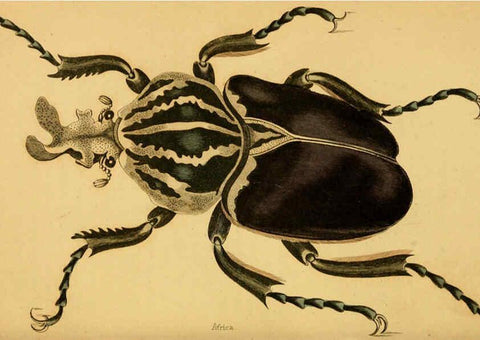 Reproducción/Reproduction 6008009187: The natural history of beetles Edinburgh :Henry G. Bohn,1852