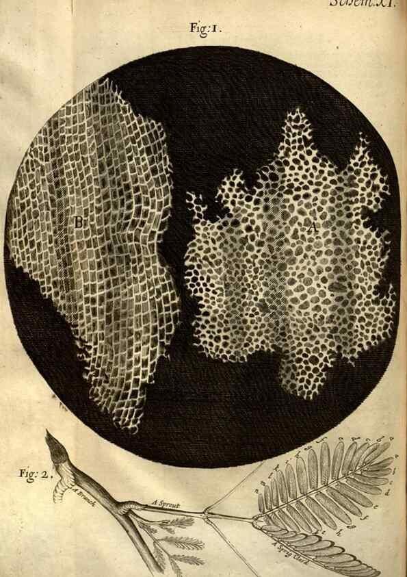 Reproducción/Reproduction 48536249796: Micrographia, or, Some physiological descriptions of minute bodies made by magnifying glasses :. London :Printed by Jo. Martyn and Ja. Allestry, printers to the Royal Society ... ,1665.. 