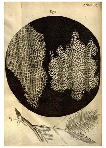 Reproducción/Reproduction 48536249796: Micrographia, or, Some physiological descriptions of minute bodies made by magnifying glasses :. London :Printed by Jo. Martyn and Ja. Allestry, printers to the Royal Society ... ,1665.. 