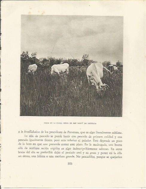 LAMINA 25215: Vacas en la Closa de Sant Marti d'Empuries