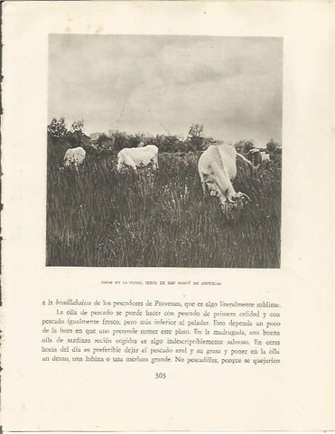 LAMINA 25215: Vacas en la Closa de Sant Marti d'Empuries