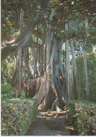Postal E00088: Jardín Botanico, Lanzarote