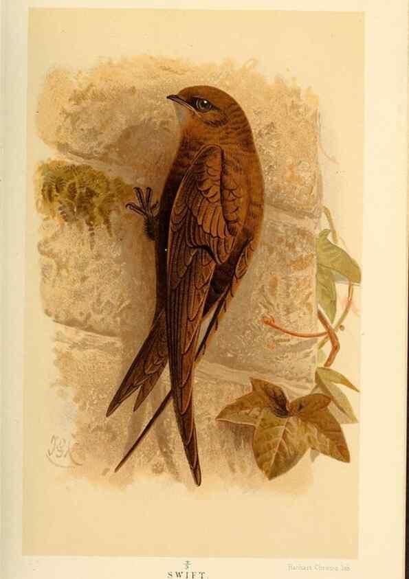 Reproducción/Reproduction 8291306280: Coloured figures of the birds of the British Islands / issued by Lord Lilford.. London :R. H. Porter,1885-1897.