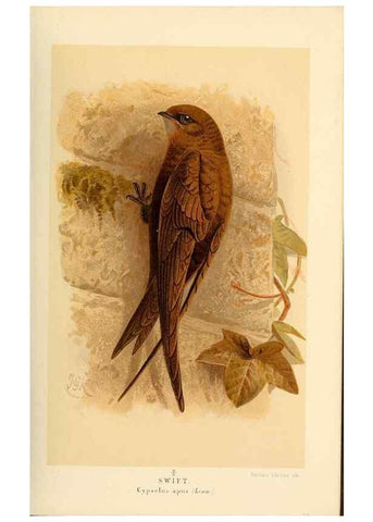 Reproducción/Reproduction 8291306280: Coloured figures of the birds of the British Islands / issued by Lord Lilford.. London :R. H. Porter,1885-1897.