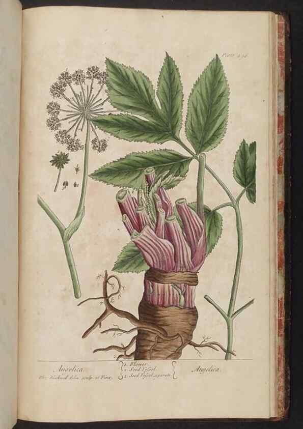 Reproducción/Reproduction 8361172117: A curious herbal. London : Printed for Samuel Harding, 1737-1739.