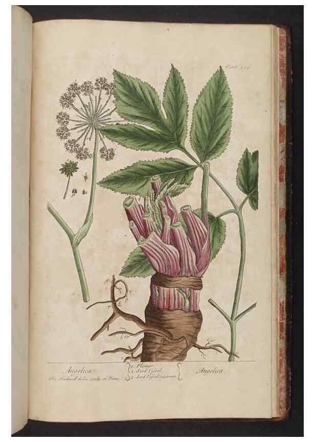 Reproducción/Reproduction 8361172117: A curious herbal. London : Printed for Samuel Harding, 1737-1739.