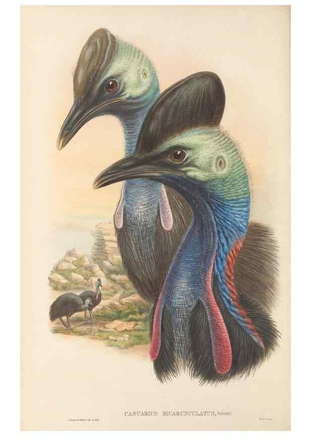 Reproducción/Reproduction 48766654332: The birds of New Guinea and the adjacent Papuan islands. London :Henry Sotheran & Co.,1875-1888.. 