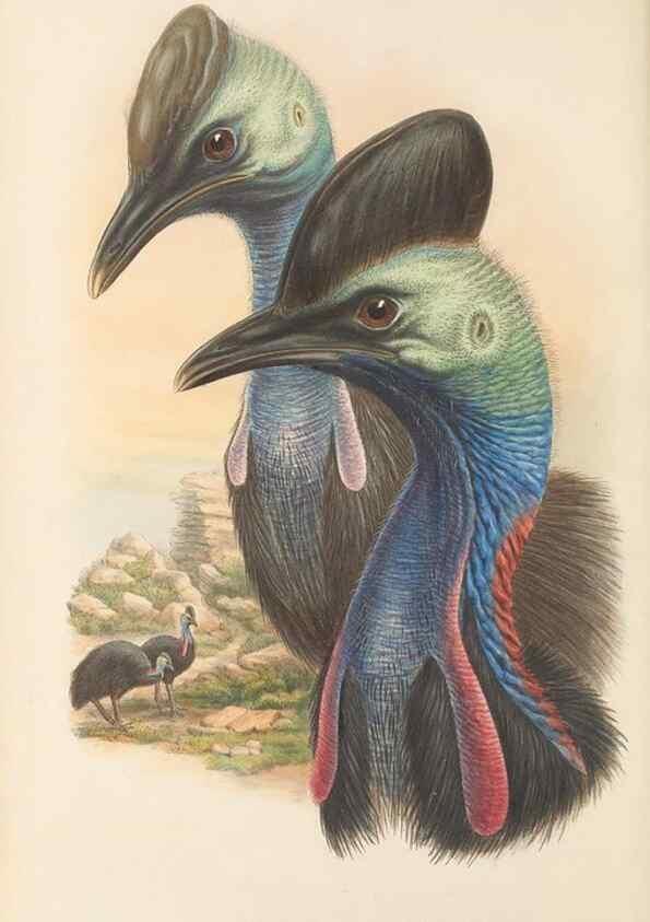 Reproducción/Reproduction 48766654332: The birds of New Guinea and the adjacent Papuan islands. London :Henry Sotheran & Co.,1875-1888.. 