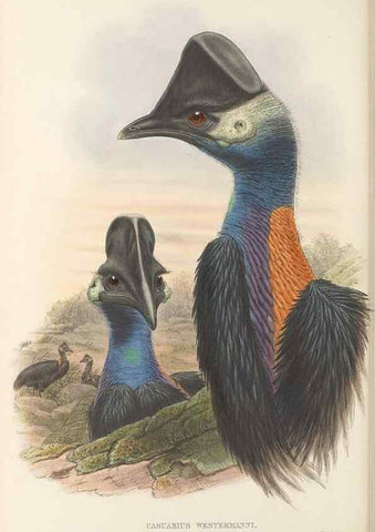 Reproducción/Reproduction 48766655077: The birds of New Guinea and the adjacent Papuan islands. London :Henry Sotheran & Co.,1875-1888.. 