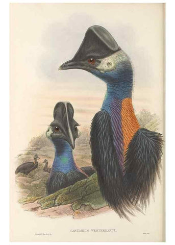 Reproducción/Reproduction 48766655077: The birds of New Guinea and the adjacent Papuan islands. London :Henry Sotheran & Co.,1875-1888.. 