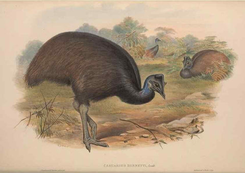 Reproducción/Reproduction 37012159645: The birds of Australia, supplement /. London :Printed by Taylor and Francis ... published by the author ...,[1851]-1869.