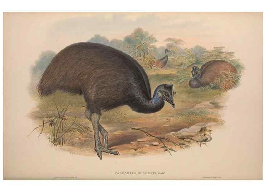 Reproducción/Reproduction 37012159645: The birds of Australia, supplement /. London :Printed by Taylor and Francis ... published by the author ...,[1851]-1869.